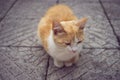 Ginger white cat sitting on the tiled floor outdors