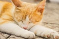 Ginger white cat sleep outdoors on the stone floor Royalty Free Stock Photo