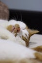 Ginger and white cat sleeping on its side. Royalty Free Stock Photo
