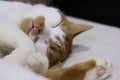 Ginger and white cat sleeping on its side, close-up. Royalty Free Stock Photo
