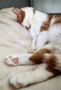 A ginger and white cat sleeping on its side with paws stretched out. Royalty Free Stock Photo