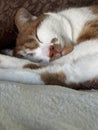 A ginger and white cat sleeping on its side with paws stretched out. Royalty Free Stock Photo