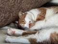 A ginger and white cat sleeping on its side with paws stretched out. Royalty Free Stock Photo