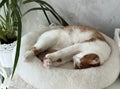 Ginger and white cat sleeping on its side in a pet bed. Oblique Angle. Royalty Free Stock Photo