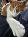 A ginger and white cat sleeping on its stomach, stretching a paw forward. Royalty Free Stock Photo