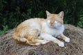Ginger white cat sleeping on pile of hay Royalty Free Stock Photo
