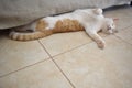 Ginger and white cat sleeping upside down under the sofa with lots of cats scratches at home. Royalty Free Stock Photo