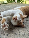 A ginger and white cat stretching after sleep. Royalty Free Stock Photo