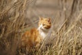 Ginger white cat walk in sunny dry grass Royalty Free Stock Photo