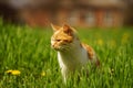 Ginger white cat walk in vivid green grass with yellow dandelions on a spring day in rural garden Royalty Free Stock Photo