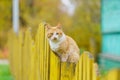 Cat on the wooden fence in Chukhloma Royalty Free Stock Photo