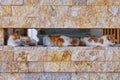 Ginger and White Cats Relaxing in Stone Wall cavity