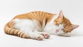 Its eyes are closed and it rests its head on one paw with its body Royalty Free Stock Photo