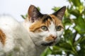 Ginger and white domestic tabby cat Royalty Free Stock Photo