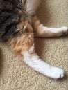 Ginger and White Feet | Female Cat Royalty Free Stock Photo