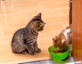 A ginger and white kitten eating a soft canned cat food from a green bowl. Tabby kitten sitting and looking. Royalty Free Stock Photo