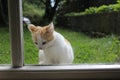 Ginger and white kitten looking through a window Royalty Free Stock Photo
