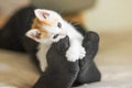 Ginger and white kitten playing with the owner's legs on the bed. Kitten attacks and bites the man's leg in Royalty Free Stock Photo