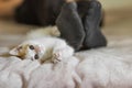 Ginger and white kitten playing with the owner's legs on the bed. Kitten attacks and bites the man's leg in Royalty Free Stock Photo
