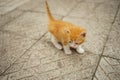 Ginger white kitten walk on the stone floor outdoors