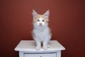 ginger white maine coon kitten portrait on drawer Royalty Free Stock Photo