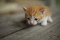 Ginger white newborn kitten walk on the wooden floor