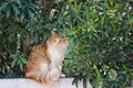 Ginger and white tabby cat among the bushes Royalty Free Stock Photo