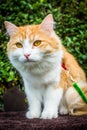 Ginger white tomcat learning how to walk on leash