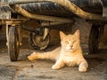 Wild ginger alley cat resting under rubbish bins.