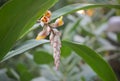 Ginger (Zingiber officinale) Blossoms Royalty Free Stock Photo