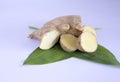 Ginger Zingiber officinale