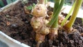 Ginger or zingiber officinale