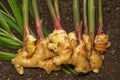 Ginger Zingiber officinale roots on ground