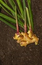 Ginger Zingiber officinale roots on ground