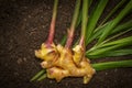 Ginger Zingiber officinale roots on ground