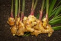 Ginger Zingiber officinale roots on ground