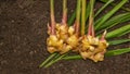 Ginger Zingiber officinale roots on ground