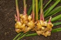 Ginger Zingiber officinale roots on ground , nature bio ginger Royalty Free Stock Photo