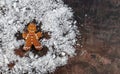 Gingerbread Man Snow Angel Royalty Free Stock Photo