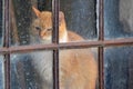 A gingery cat behind an old window Royalty Free Stock Photo