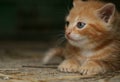 Gingery kitten Royalty Free Stock Photo
