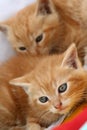 Gingery kittens Royalty Free Stock Photo