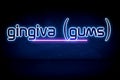 Gingiva (Gums) - blue neon announcement signboard
