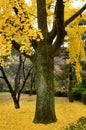 Gingko