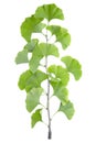 Gingko biloba