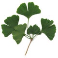 Gingko biloba Royalty Free Stock Photo