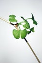 Gingko biloba Royalty Free Stock Photo