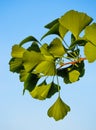 Gingko Biloba branch with green leaves Royalty Free Stock Photo