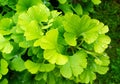 Gingko biloba. Branch with green leaves with waterdrops