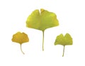 Gingko biloba branche with leaves. Watercolor hand painted illustration isolated on white background. Ginkgo plant herbal alternat